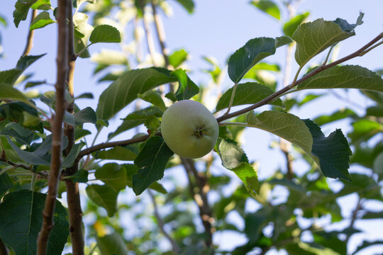 Single green apple growing on a tree branch against a blue sky background
