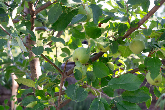 Green apples ripening on a tree branch in a sunny orchard