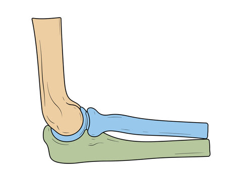 Human elbow joint anatomy with humerus radius and ulna bone line art vector illustration for orthopedic clinics and joint replacement medical diagram use