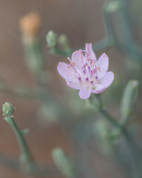 A Purple Wildflower Macro Closeup