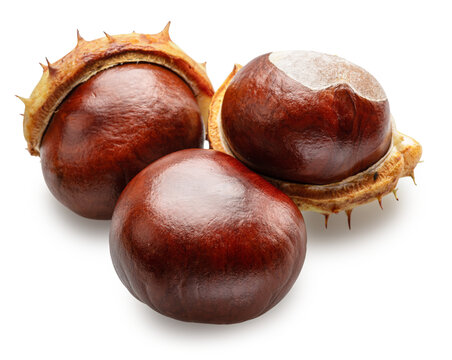 Fresh brown chestnuts or conkers on white background. File contains clipping paths.