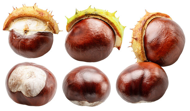 Collection of fresh chestnut or fresh brown conkers on white background. File contains clipping paths.