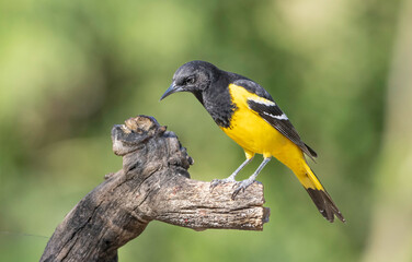 Fototapeta premium Scott's Oriole Male in Arizona