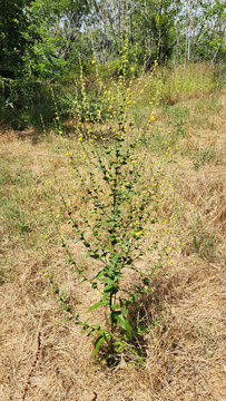 Wavy-leaved mullein (Verbascum sinuatum) is a Mediterranean biennial with woolly, deeply wavy leaves and tall spikes of yellow flowers, thriving in dry, rocky soils.