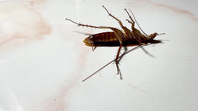 dying cockroach lying face up on a dirty surface, revealing details of its legs, antennae, and body surface. This image raises questions about pest control, inf	