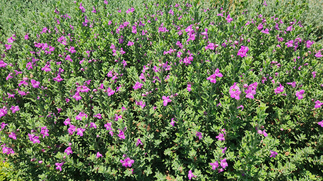 Leucophyllum frutescens, known as Texas Ranger or Texas Sage, is a drought-tolerant shrub native to Texas and Mexico, valued for its silvery foliage and purple blooms.