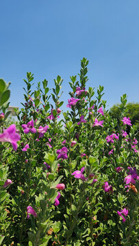 Leucophyllum frutescens, known as Texas Ranger or Texas Sage, is a drought-tolerant shrub native to Texas and Mexico, valued for its silvery foliage and purple blooms.