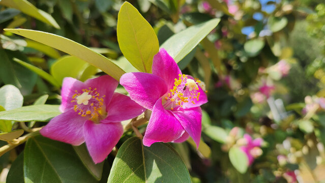 Lagunaria patersonia, known as Norfolk Island Hibiscus, is an Australian ornamental tree with pink-purple hibiscus-like flowers, coastal tolerance, and irritating hairy seed pods.