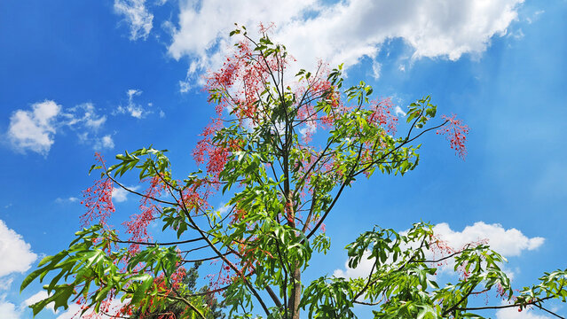 The Illawarra Flame Tree is an Australian species known for vivid red flower clusters on leafless branches. It is an ornamental garden tree, drought and wind tolerant