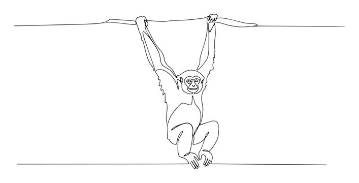 gibbon monkey hanging from branch black vector thin line on white background