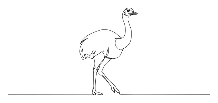 ostrich standing bird side profile black vector thin line on white background