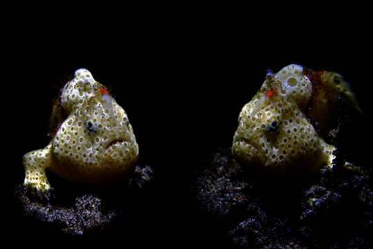 View of two painted frogfish with circular patterns sitting on a dark substrate in the underwater depths of Gato Island Philippines.