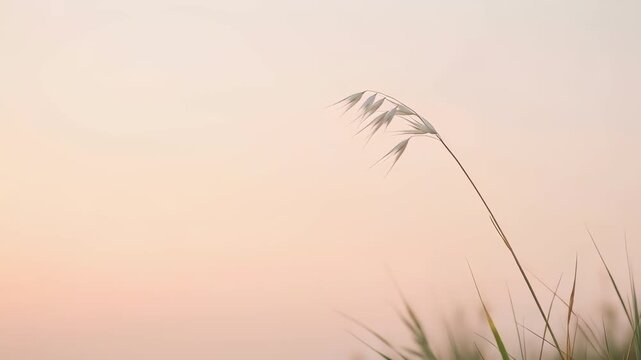 Single delicate grass stem with seed heads against a soft pastel sky