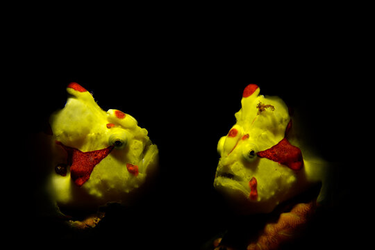 View of two bright yellow warty frogfish with red spots facing each other against a dark black background at Gato Island Philippines.