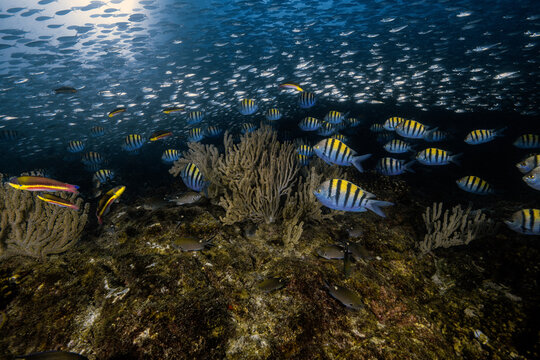 View of a vibrant coral reef at Los Islotes with schools of sergeant major fish and wrasses swimming over a rocky seabed under sunlight Baja California Sur, Mexico.