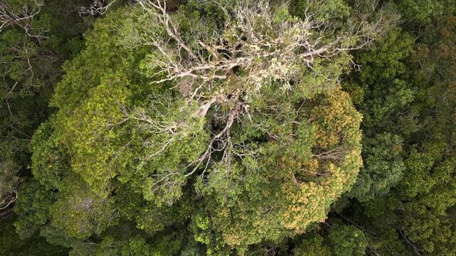 Lush Tropical Rainforest of Borneo, Asia. Mountain mossy Dense tropical equatorial rainforest. Aerial Shot of ecosystem.