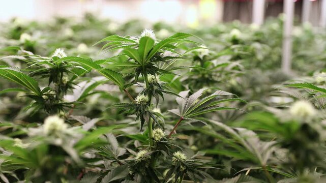 Hemp farm, cannabis on support grid for botanical cultivation greenhouse.