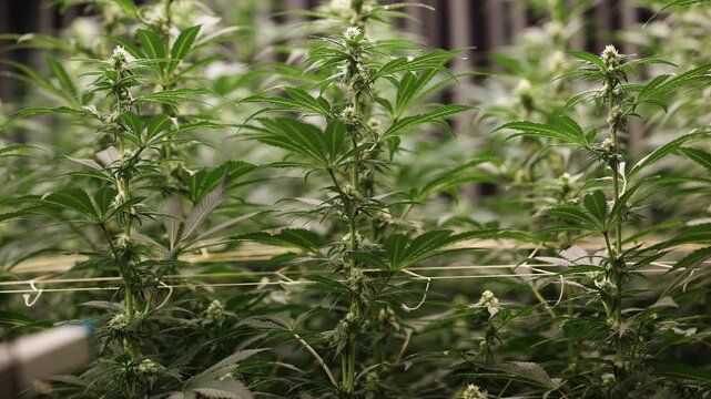 Slow motion cannabis plants flowering and swaying in indoor grow room with trellis strings under overhead lights.