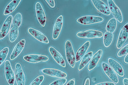 Paramecium cells under microscope
