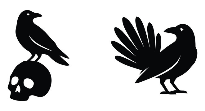 Black raven perched on a human skull and standing raven silhouette against a white background avian bird corvid crow