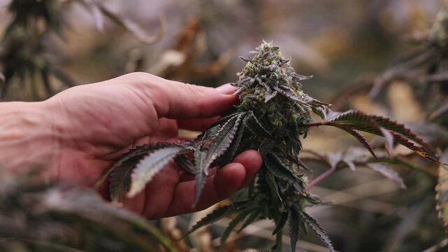 Slow motion hand inspecting cannabis bud in indoor greenhouse grow room during harvest.