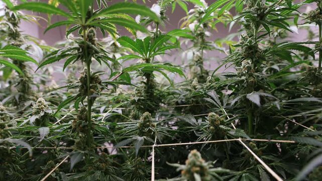 Hemp farm, cannabis on support grid for botanical cultivation greenhouse.