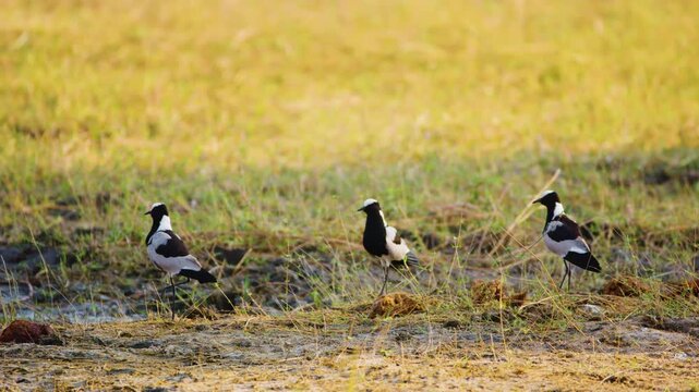 Close up of a flock of blacksmith lapwing or blacksmith plover (Vanellus armatus ) foraging in ground at Okavango delta Moremi Game Reserve of South africa.