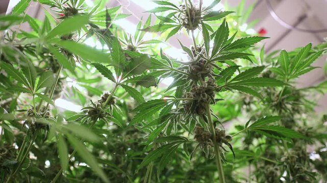 Low angle view of cannabis plants swaying and flowering in indoor grow room with fluorescent lights, Hemp farm greenhouse.