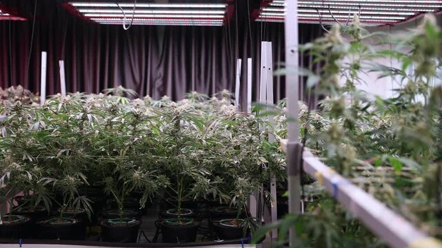 Tracking shot cannabis plants swaying and flowering in indoor cultivation room under overhead led lights, Hemp farm greenhouse.