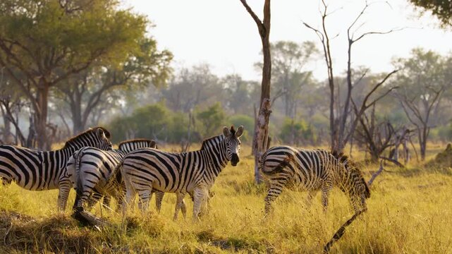 A herd of Zebras grazing in Savanna of Moremi Game Reserve of South africa safari.