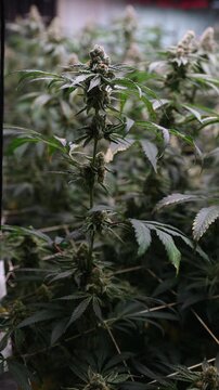 Slow motion close up of cannabis plants and buds hanging in indoor grow room during harvest.