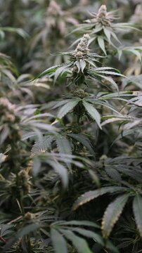 Slow motion close up of cannabis plants swaying in indoor grow room under artificial lights showing buds and frosty trichomes.