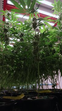 Slow pan of cannabis plants flowering in indoor grow room under led lights.