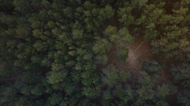 Aerial drone shot shows temperate pine woodland, a narrow dirt track, and a pale clearing, with warm late afternoon light and slow lateral camera movement.
