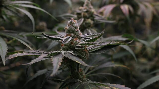 Slow motion close up of cannabis buds and frosty leaves in indoor grow room with tracking pan tilt.