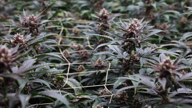Hemp farm, cannabis on support grid for botanical cultivation greenhouse.