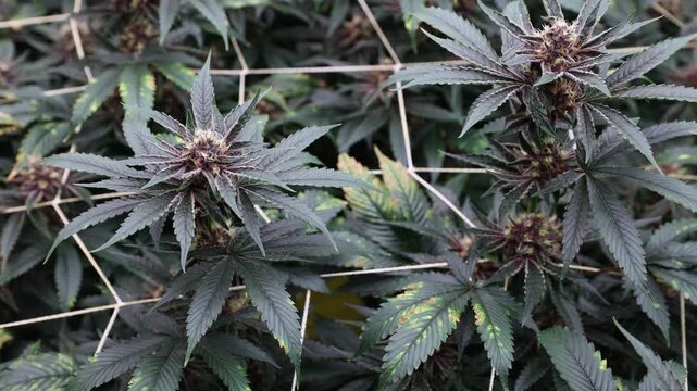 Panning shot of cannabis plants with mature purple buds supported by trellis in indoor greenhouse grow room, Hemp farm greenhouse.