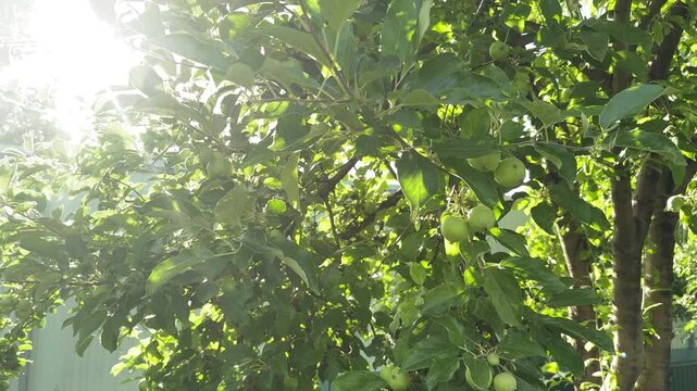 green apple tree