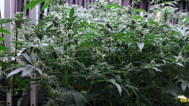 Tracking shot of cannabis plants swaying and flowering inside indoor grow room on moving rig.