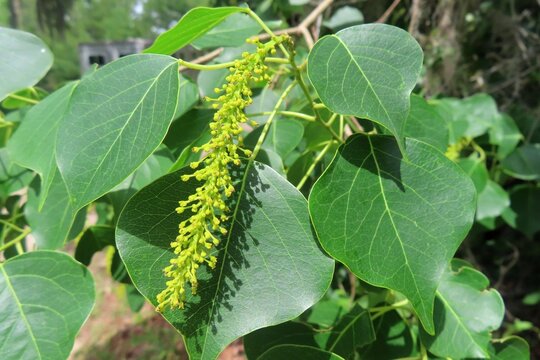 Chinese tallow tree (Triadica sebifera) blooming in Florida nature