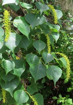 Chinese tallow tree (Triadica sebifera) blooming in Florida nature