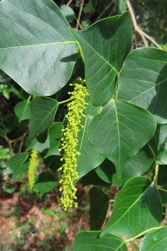 Chinese tallow tree (Triadica sebifera) blooming in Florida nature