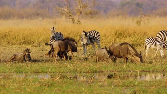 A herd of Blue wildebeest and Zebras stretching body and playing in mud in Okavango delta Moremi Game Reserve.