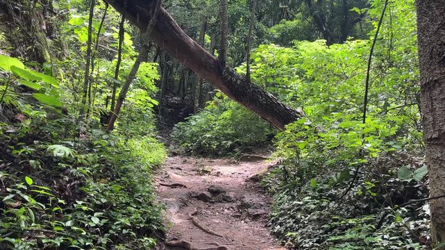 Fallen tree arching over dirt path in lush green forest