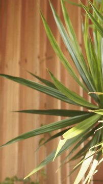Vertical video: Moving camera showing potted spiky plant at patio wood fence revealing rosette