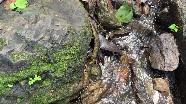 Clear water stream flowing over mossy rocks in tropical forest