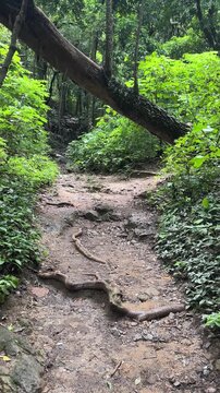 Tropical jungle forest trail with fallen tree and lush greenery