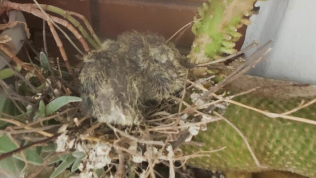 Two Cute Baby Doves Sitting Together in Nest Built Over Cactus Plants in Flowerpot on Balcony Close Up Bird Hatchlings Newborn Pigeon Chicks Stock Video Footage