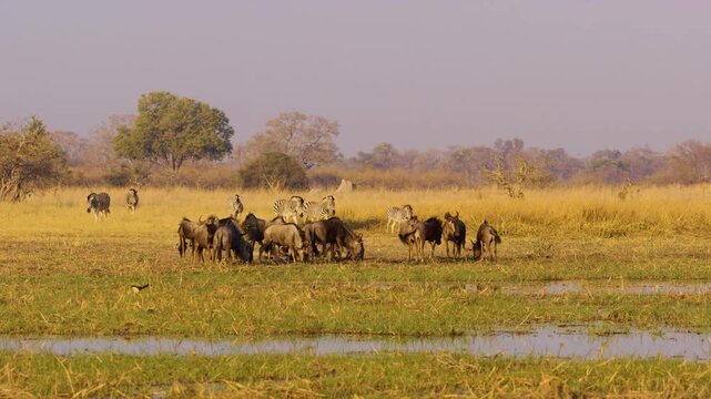 A herd of Zebras and blue wildebeests drinking water from mud in Khwai Moremi Game Reserve.