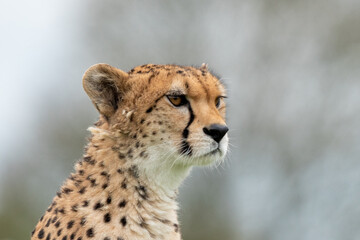 Cheetah  © Chris